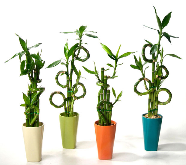 Да срећни бамбус дуже траје   